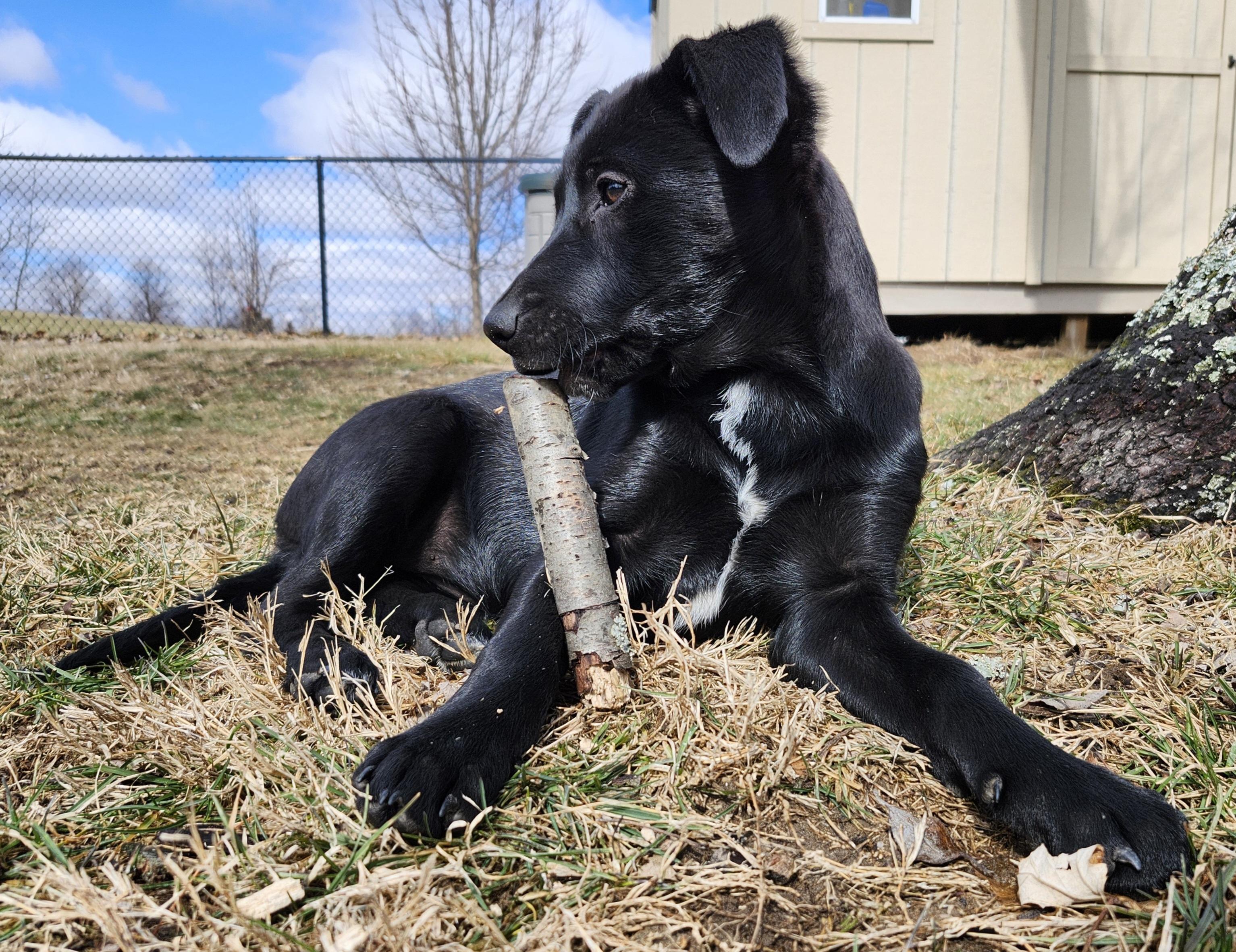 Enlarge Lainey, a Adoptable Labrador Retriever in Indianapolis, IN image 3/5