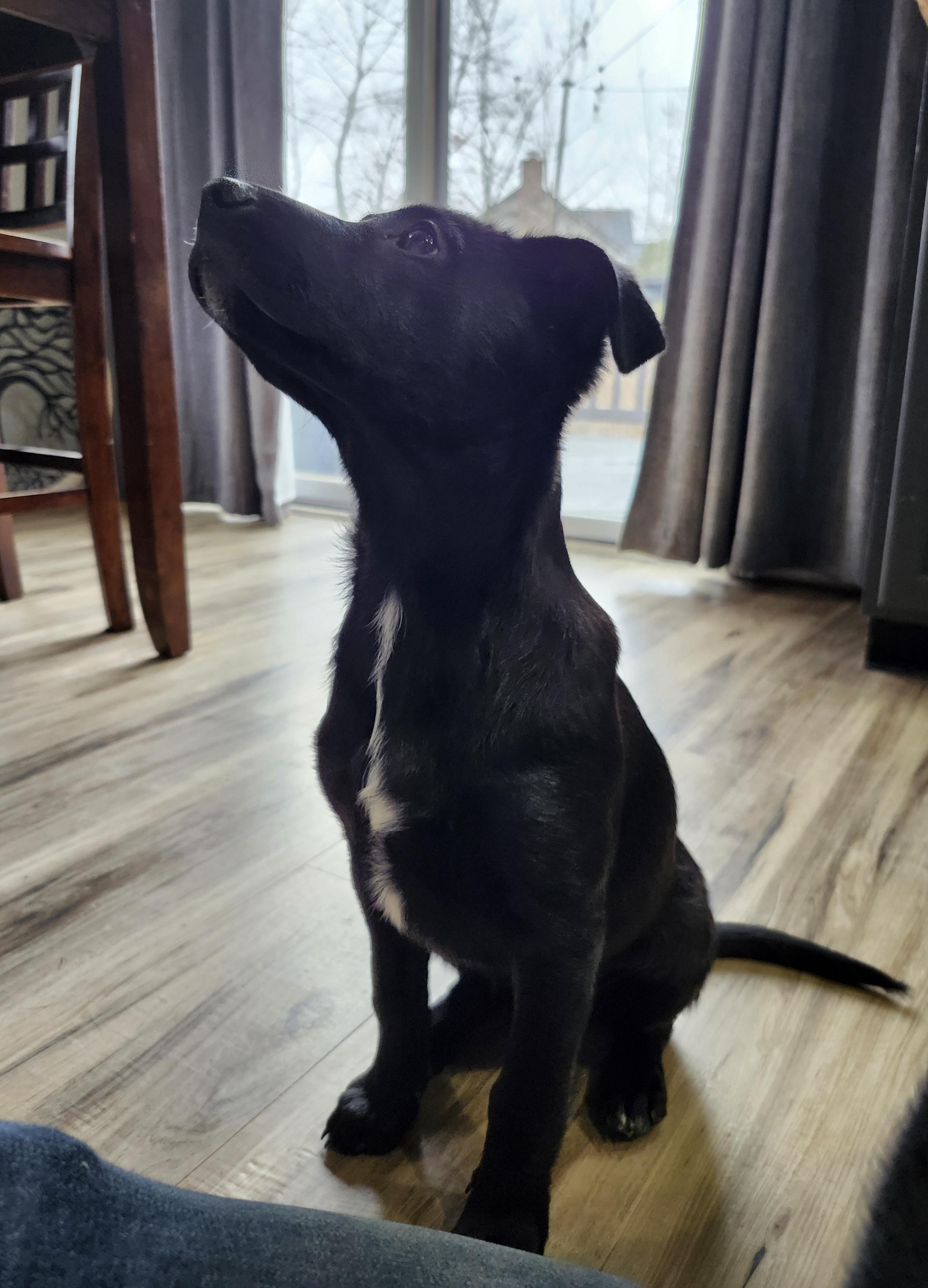 Enlarge Lainey, a Adoptable Labrador Retriever in Indianapolis, IN image 5/5