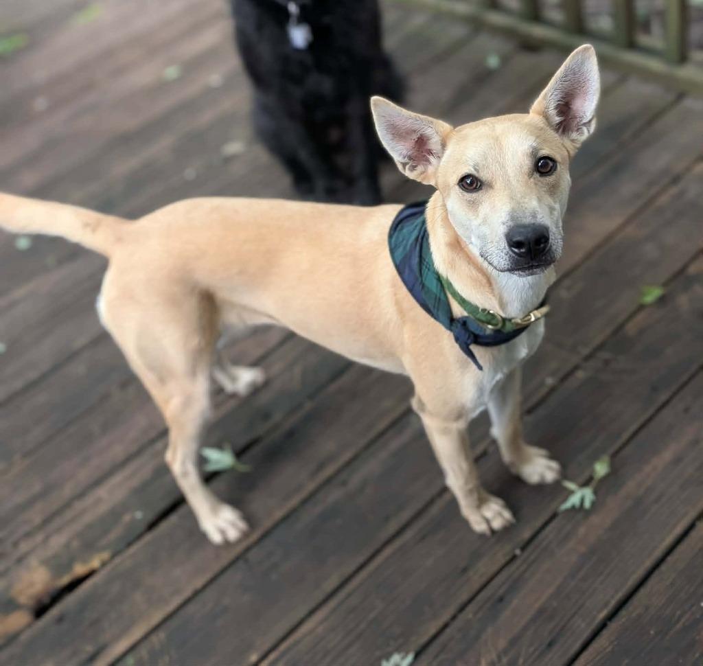 Nila, Adoptable, Puppy Female Carolina Dog & Mixed Breed.