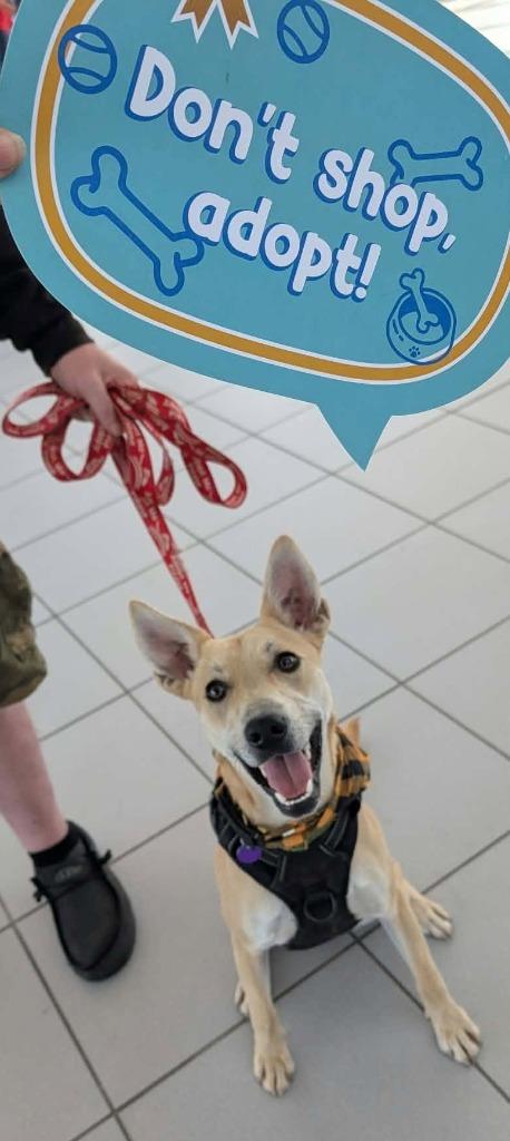 Enlarge Nila, a Adoptable mixed breed in Rockford, IL image 2/3