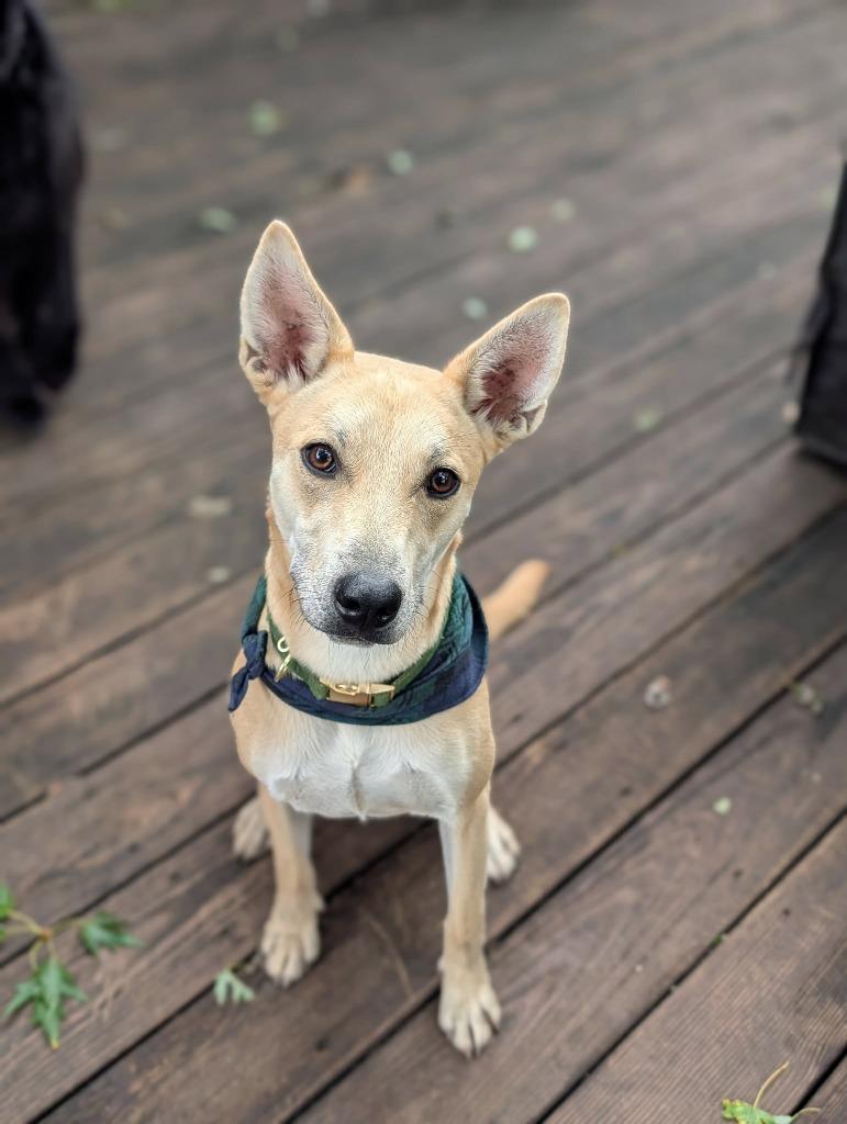 Enlarge Nila, a Adoptable mixed breed in Rockford, IL image 3/3