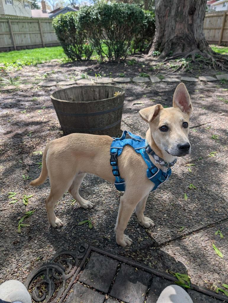 Enlarge Nila, a Adopted mixed breed in Rockford, IL image 3/4
