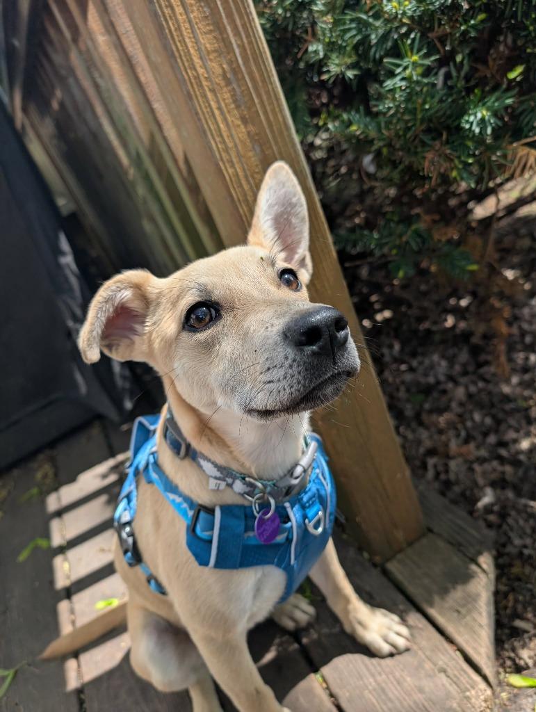 Nila, Adoptable, Puppy Female Carolina Dog & Mixed Breed.