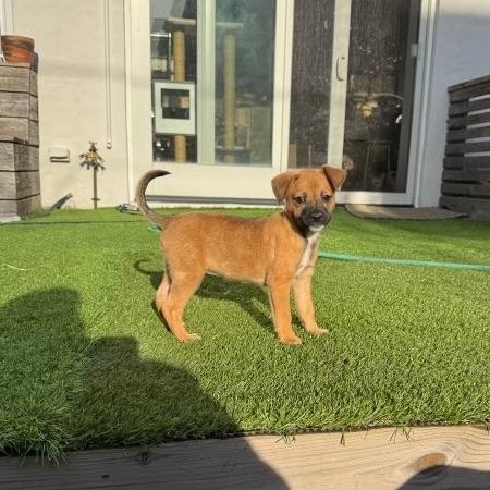 Aura - The Petite Princess, an adoptable mixed breed in HARTFORD, CT image 4/6