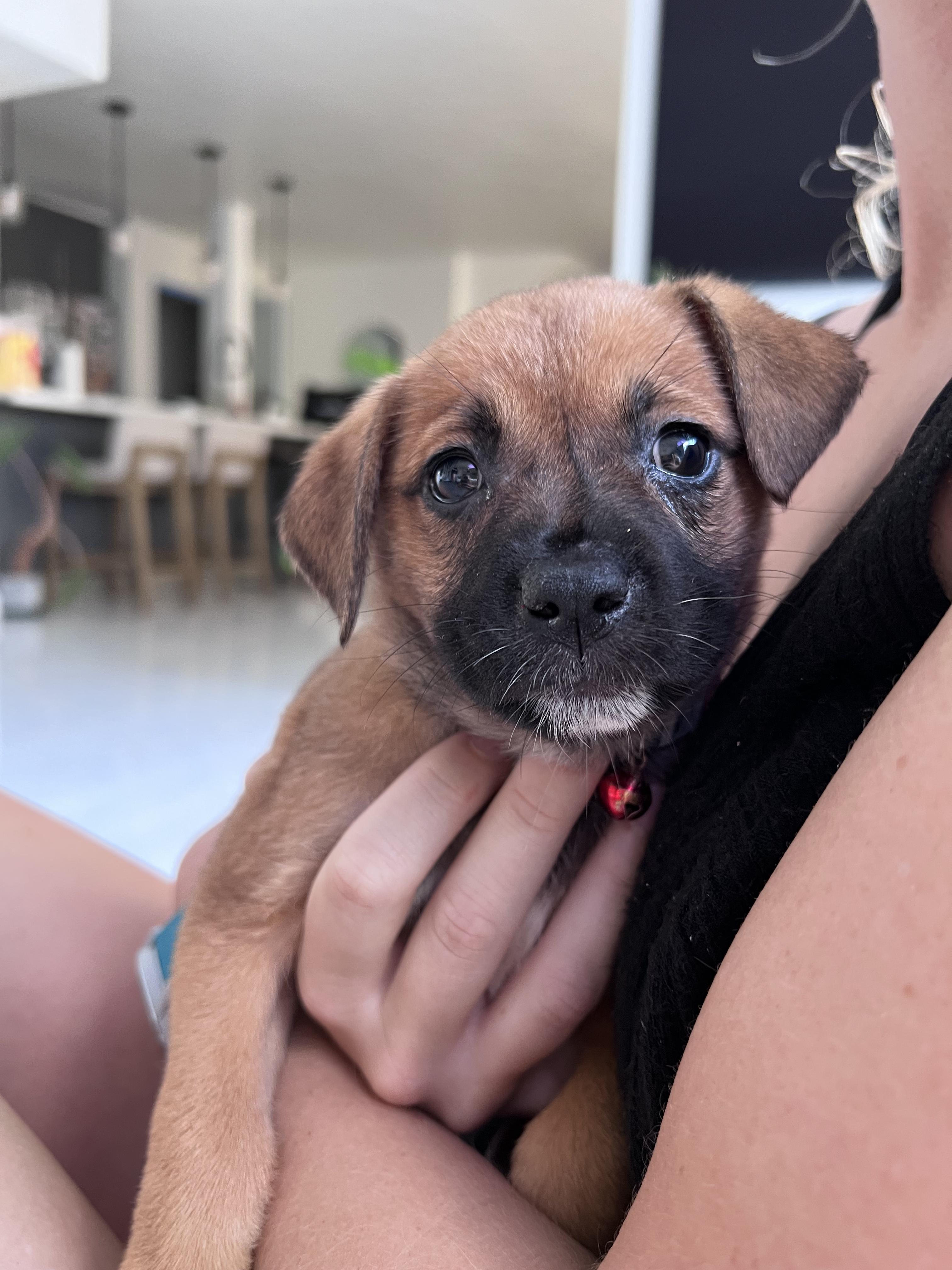 Aura - The Petite Princess, an adoptable mixed breed in HARTFORD, CT image 1/6