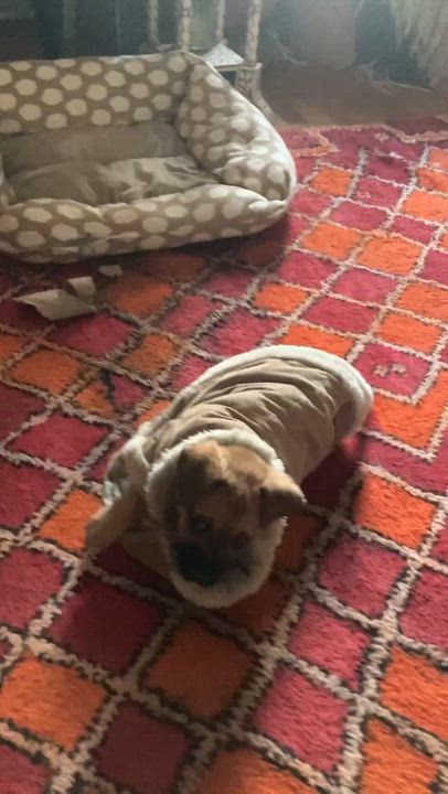 Enlarge Aura - The Petite Princess, an adoptable mixed breed in HARTFORD, CT video 5/6