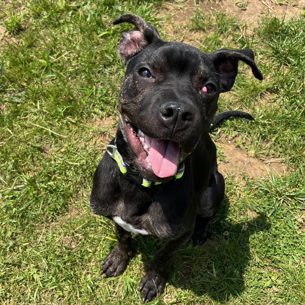Creek - Prison Training Graduate! , a Adoptable Great Dane in West Jefferson, OH image 2/5