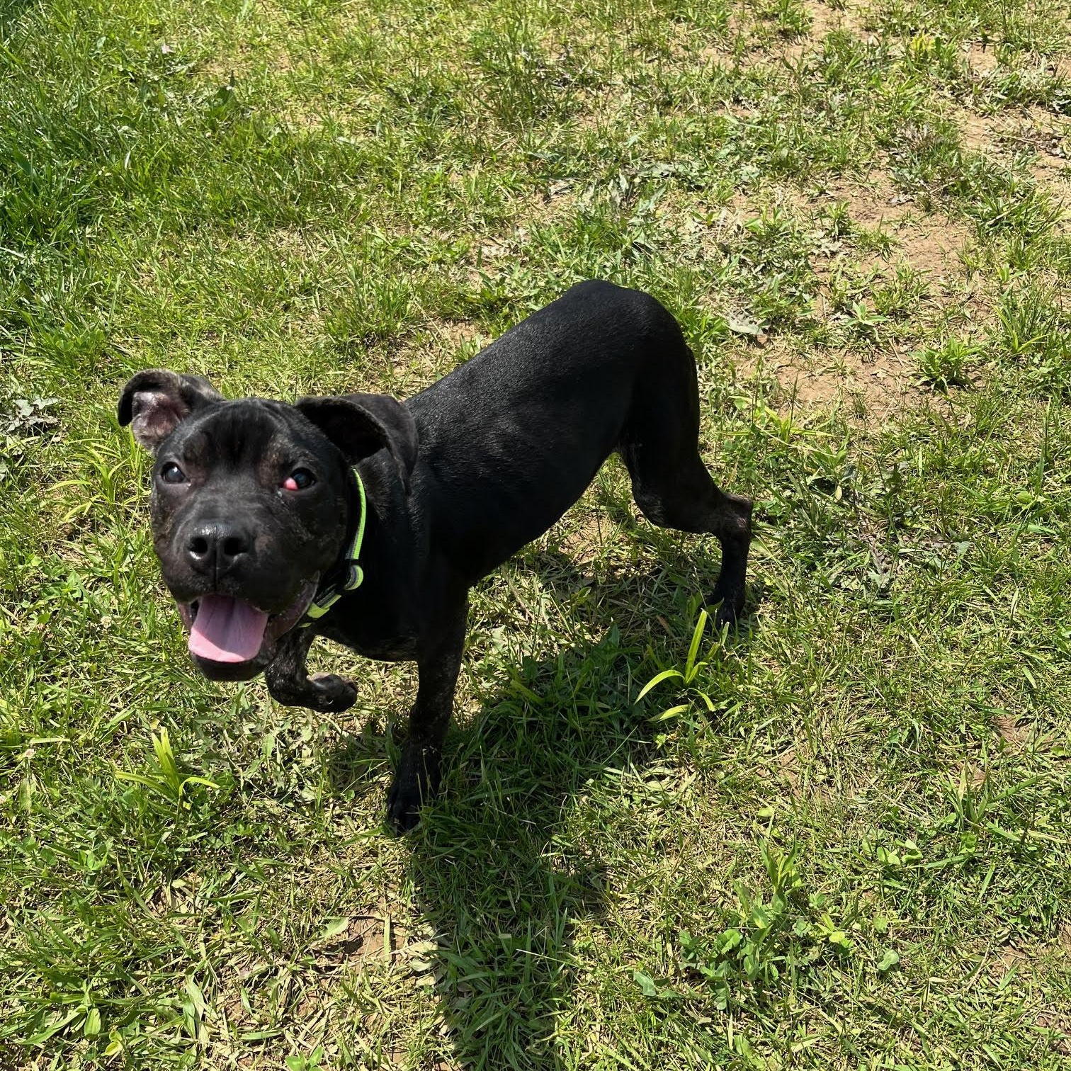 Creek - Prison Training Graduate! , a Adoptable Great Dane in West Jefferson, OH image 5/5