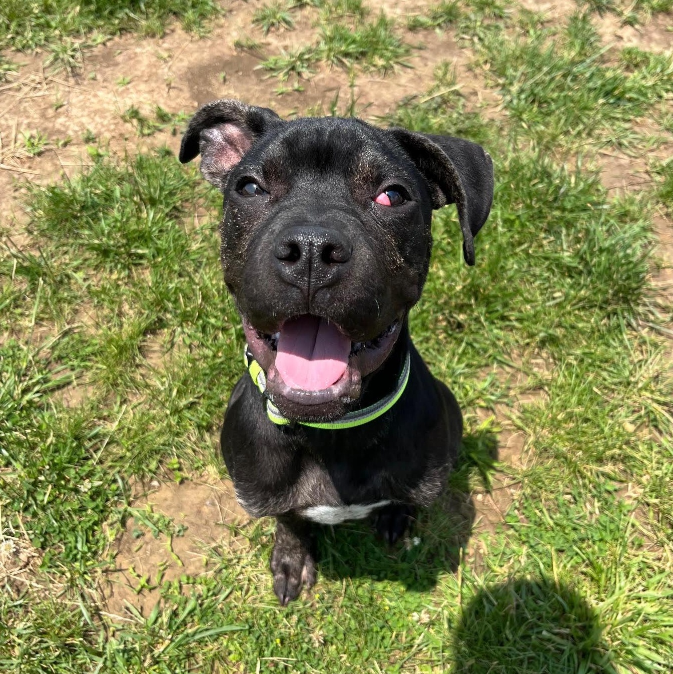 Creek - Prison Training Graduate! , a Adoptable Great Dane in West Jefferson, OH image 3/5