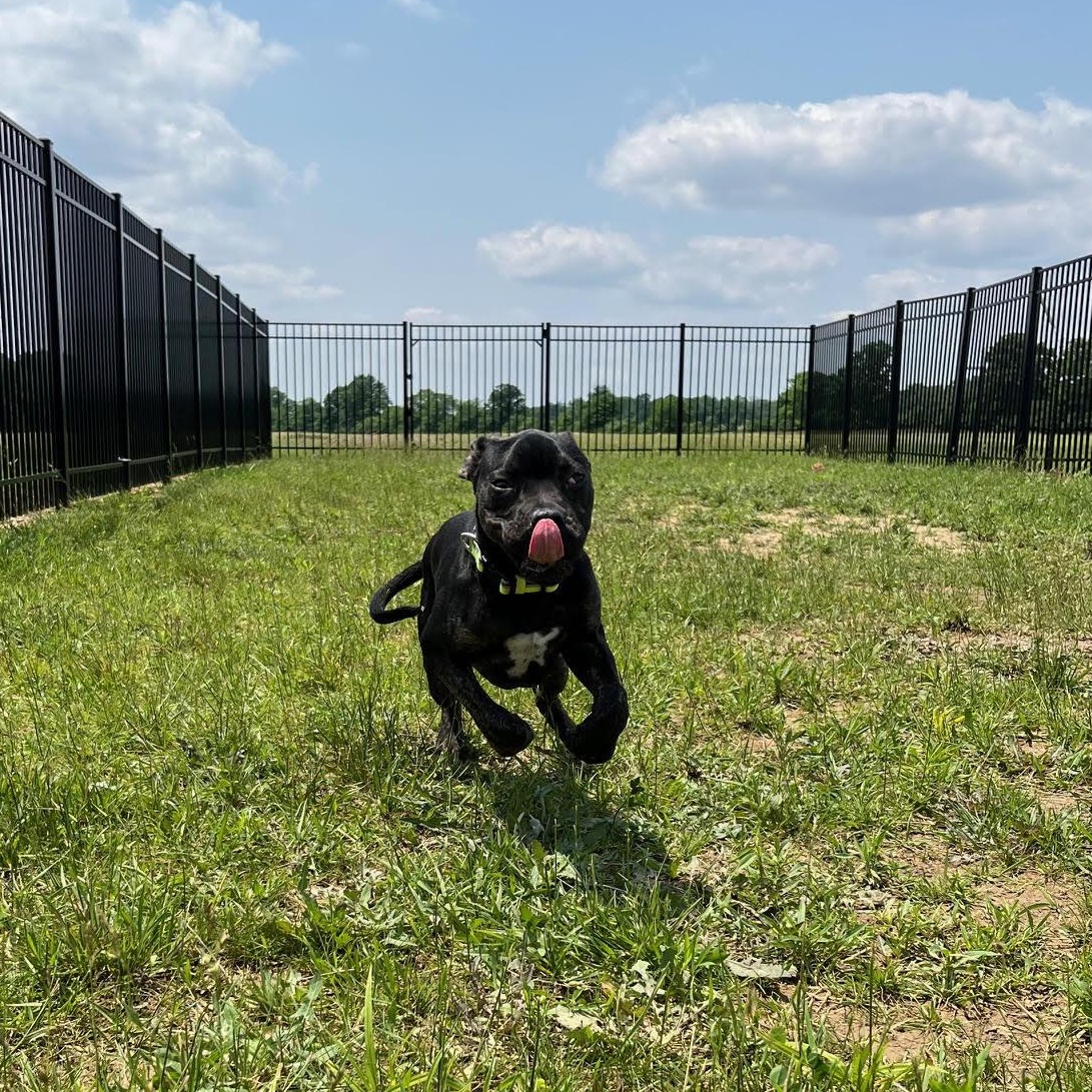 Creek - Prison Training Graduate! , a Adoptable Great Dane in West Jefferson, OH image 4/5