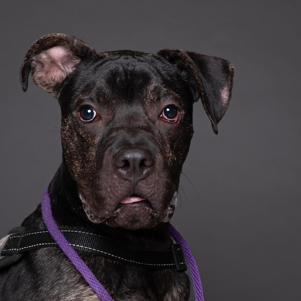 Creek - Prison Training Graduate! , a Adoptable Great Dane in West Jefferson, OH image 1/5