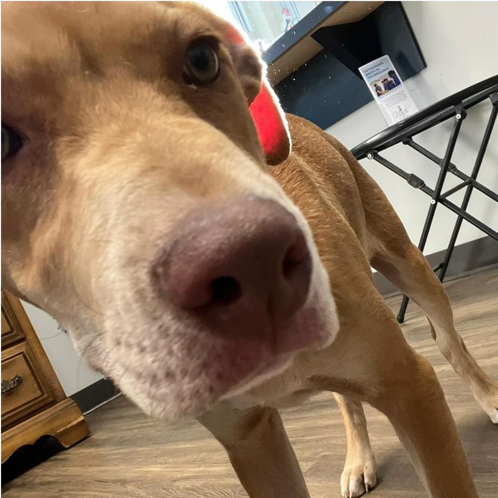 HAZEL MAY  Available NOW - ADOPTION or RESCUE!, Adoptable, Puppy Female Mixed Breed.