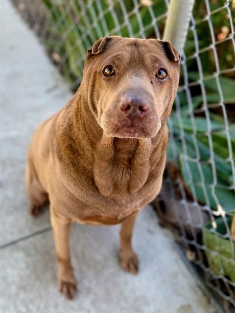 Enlarge KAHLUA, a Adoptable mixed breed in Agoura, CA image 1/1