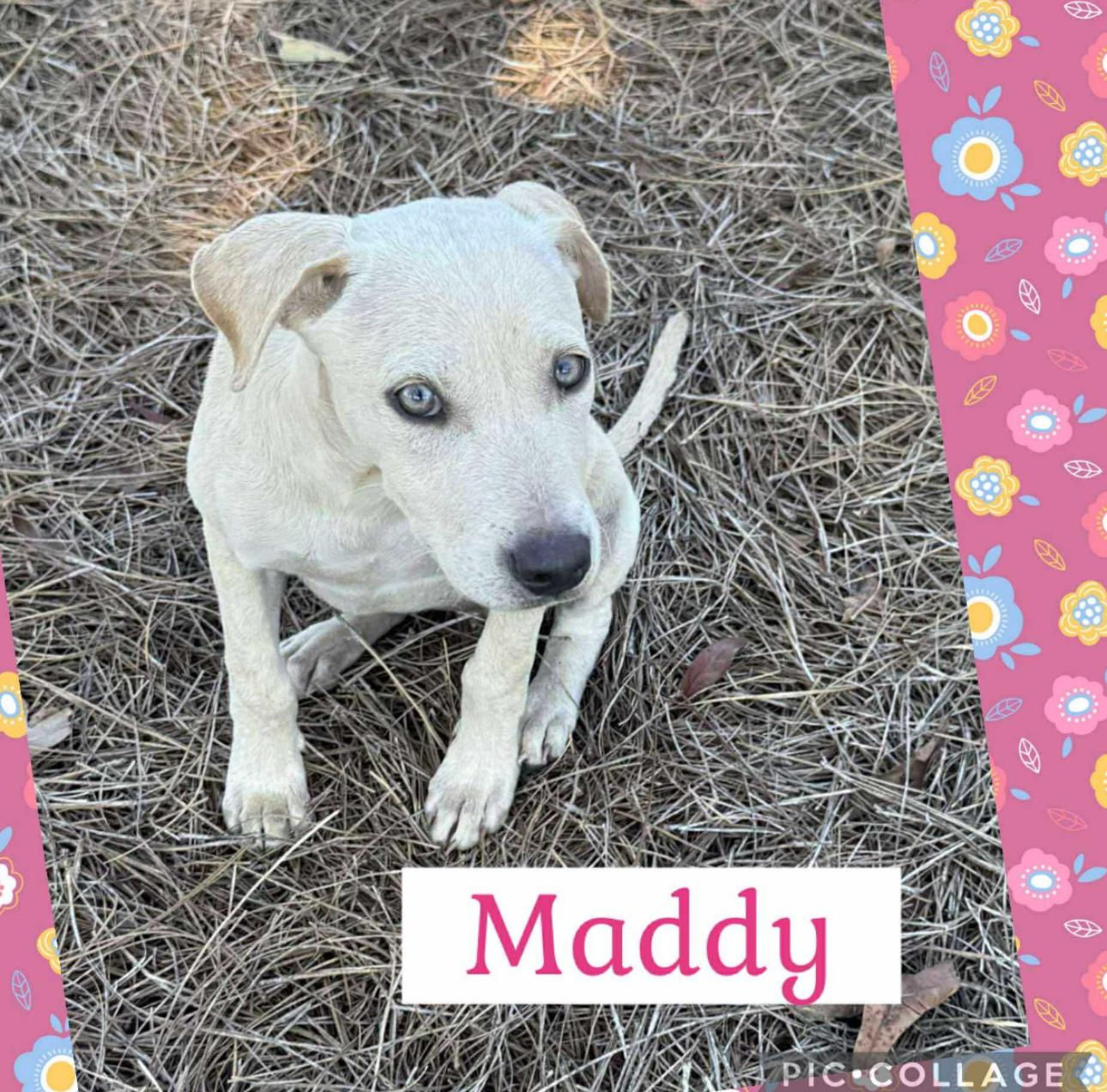Maddy