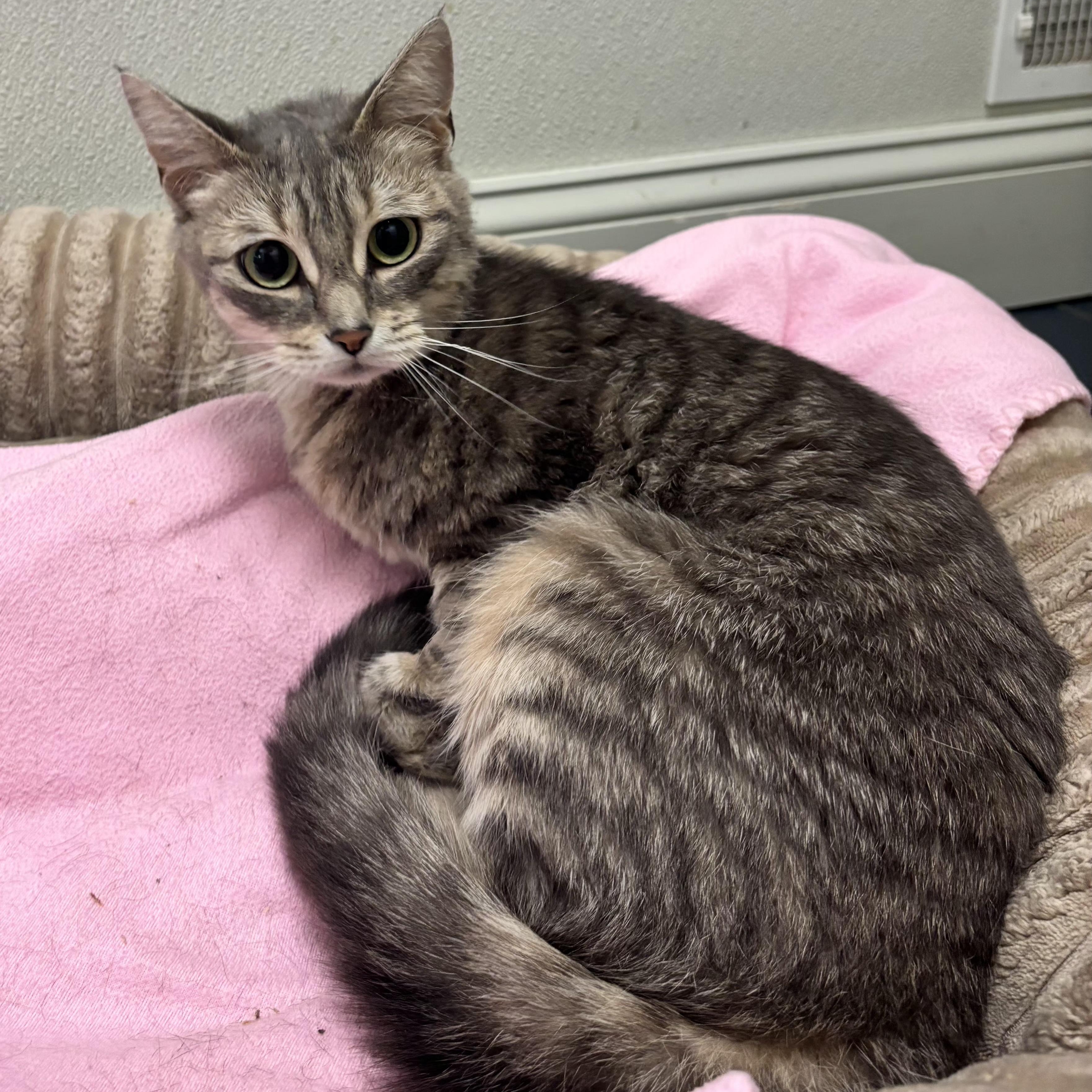 Poppy, Adoptable, Young Female Domestic Short Hair.