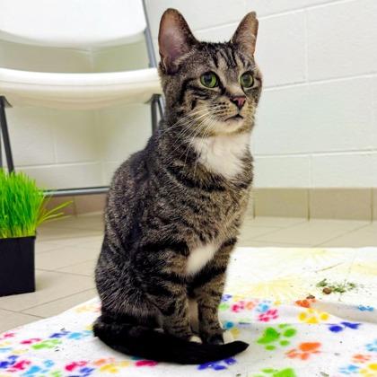 Shortcake, Adoptable, Adult Female Domestic Short Hair & Domestic Short Hair.