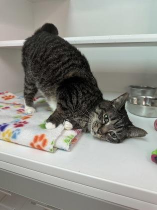 Enlarge Shortcake, a Adoptable mixed breed in Traverse City, MI image 2/3