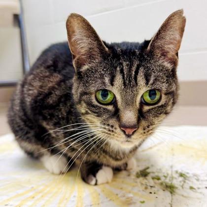 Enlarge Shortcake, a Adoptable mixed breed in Traverse City, MI image 3/3