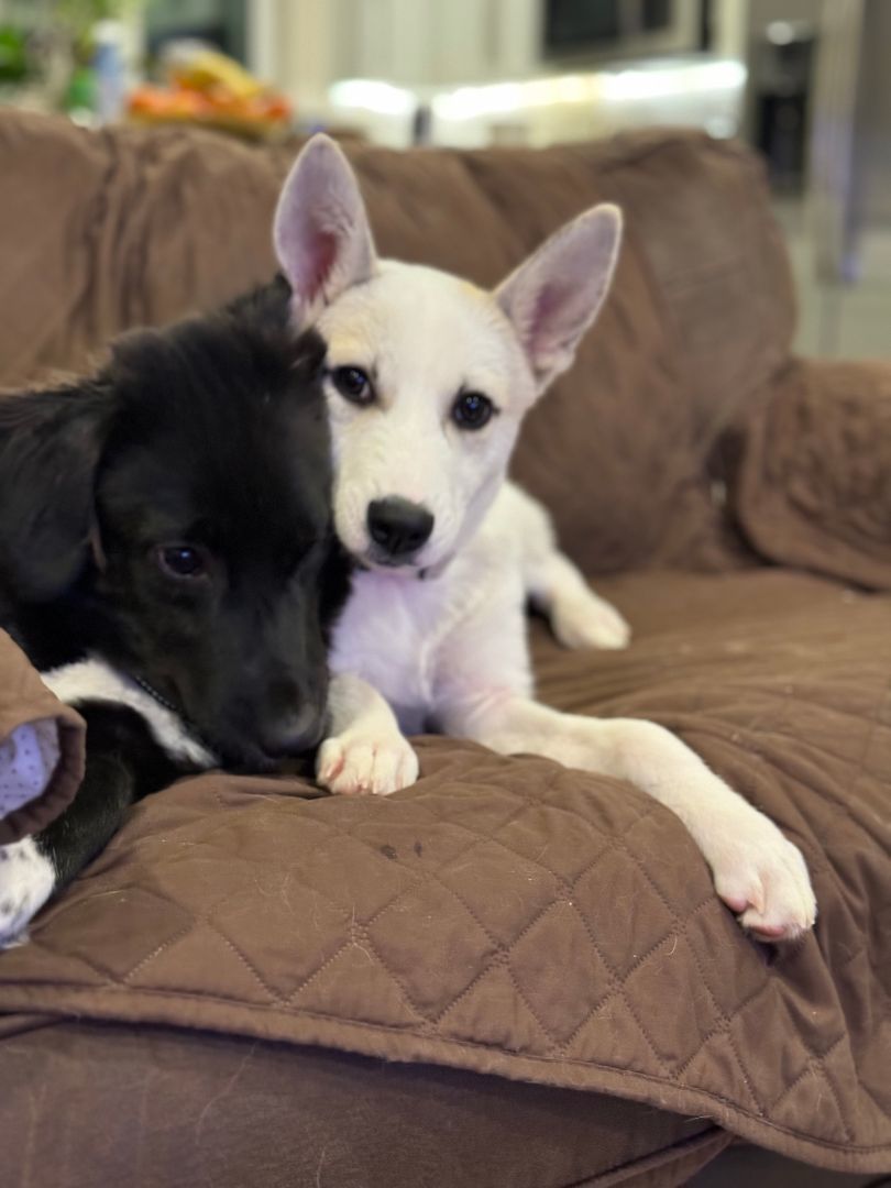 Mr. Bo, Adopted, Puppy Male Shepherd & Labrador Retriever.