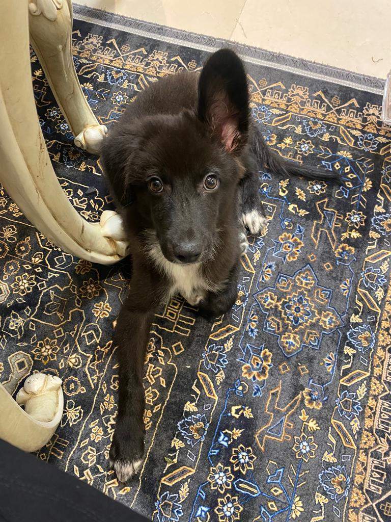 Mr. Bo, Adopted, Puppy Male Shepherd & Labrador Retriever.