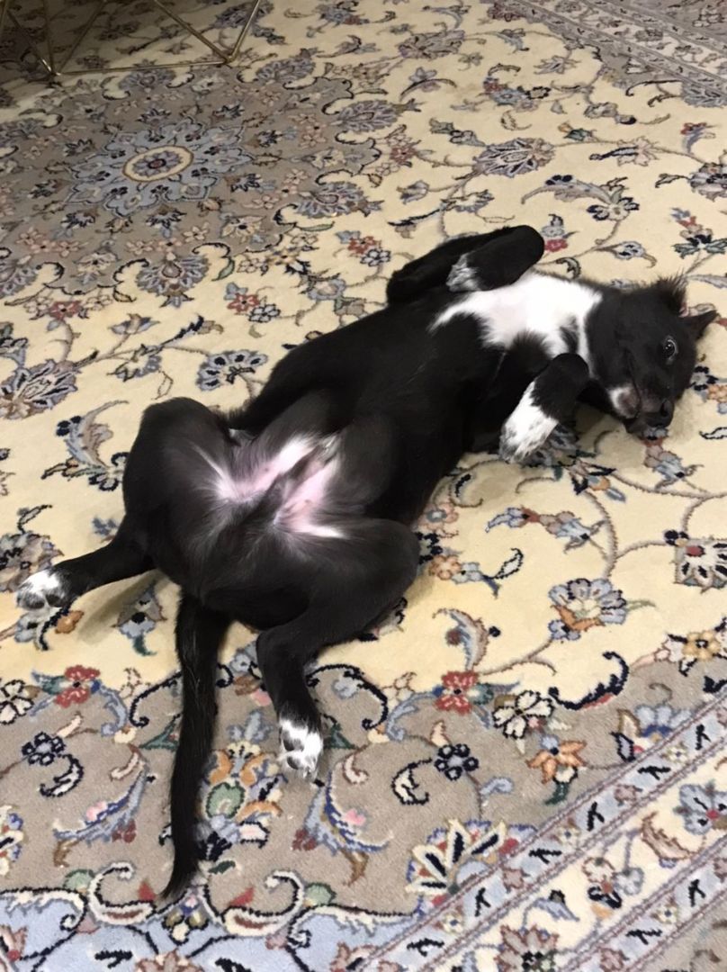 Mr. Bo, a Adopted mixed breed in Ridgefield, WA image 5/6