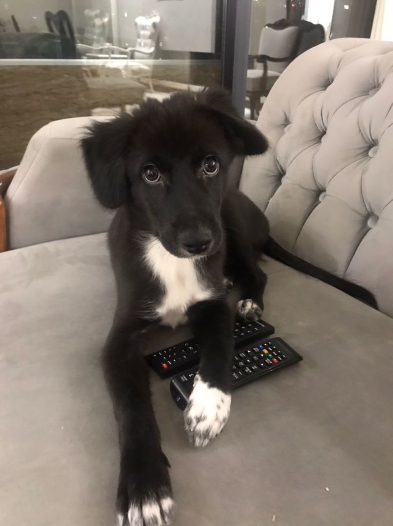 Mr. Bo, a Adopted mixed breed in Ridgefield, WA image 6/6