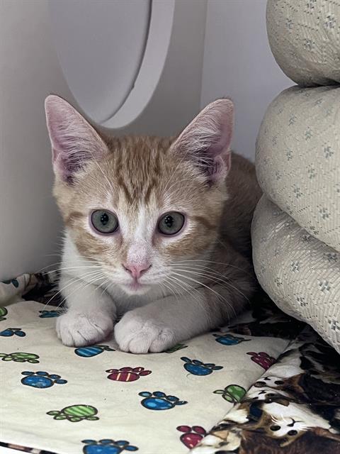 Enlarge CODY, a Adoptable Domestic Short Hair in Sugar Land, TX image 1/1