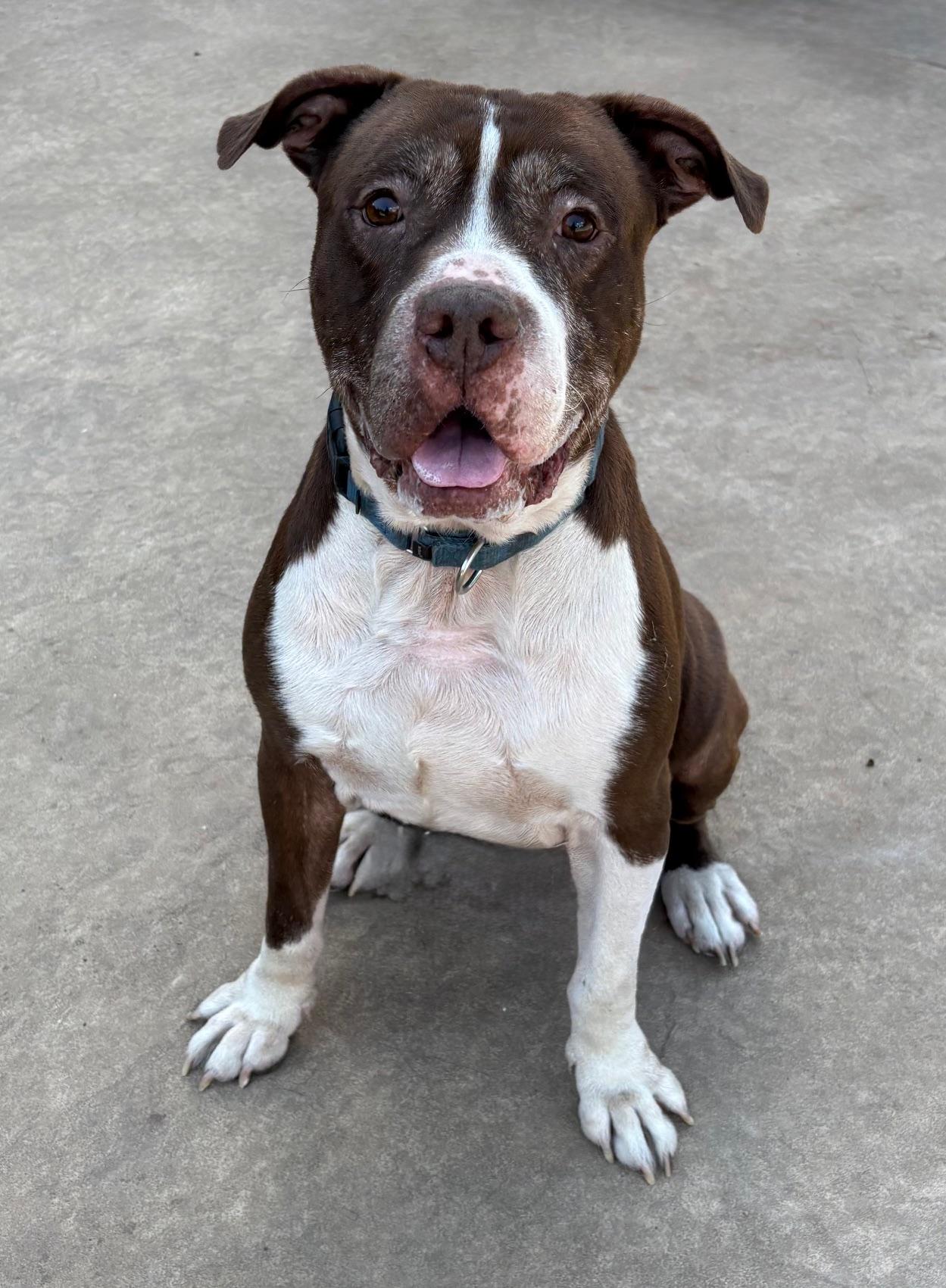 Jeffery, Adoptable, Young Male Staffordshire Bull Terrier & Labrador Retriever.