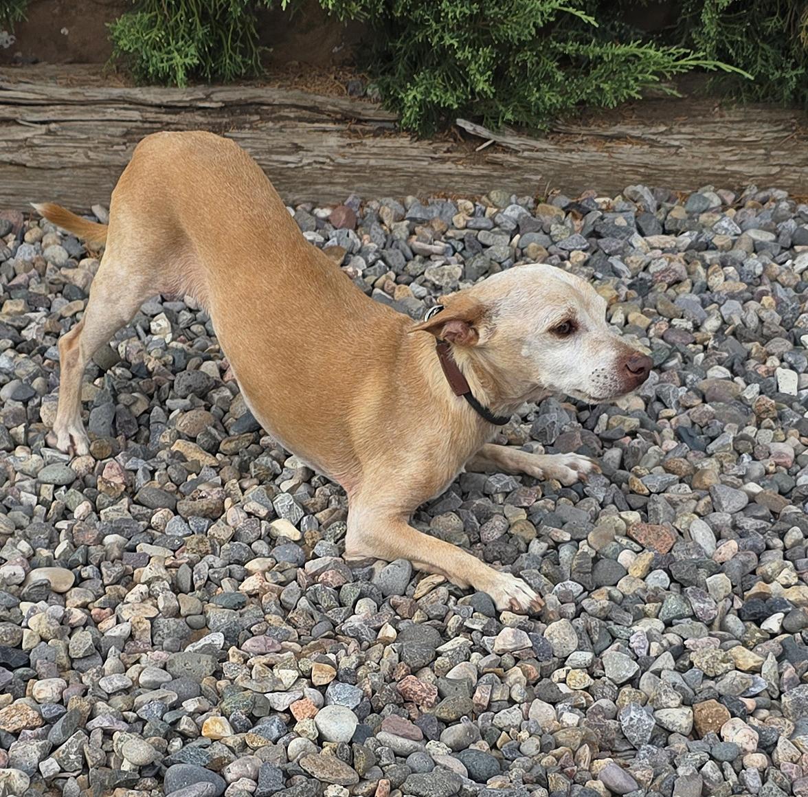 Wonderous Lil Mr Waylon - Charming Chihuahua, Adoptable, Adult Male Chihuahua.