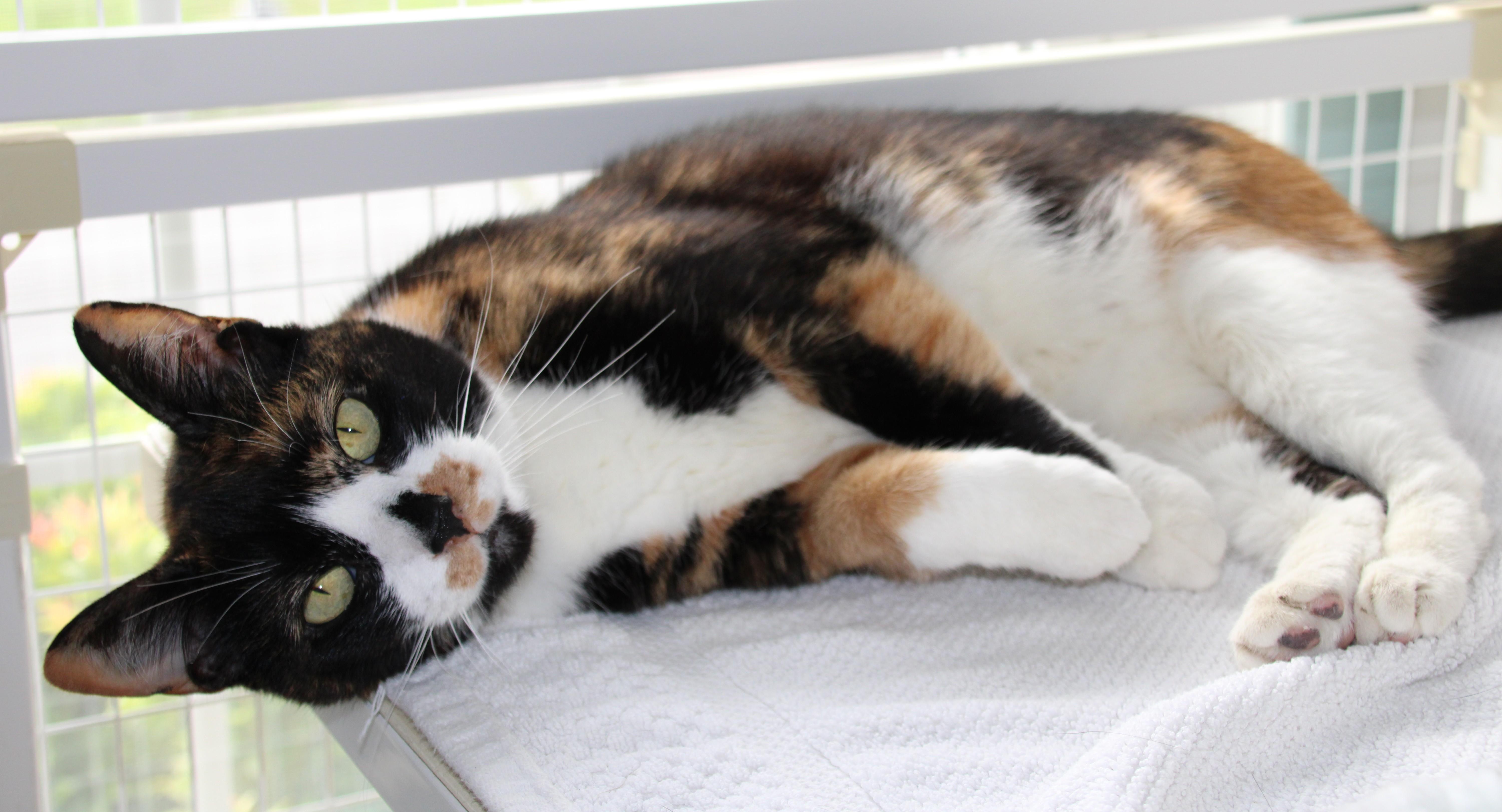 Tinkerbell, Senior Female unknown
