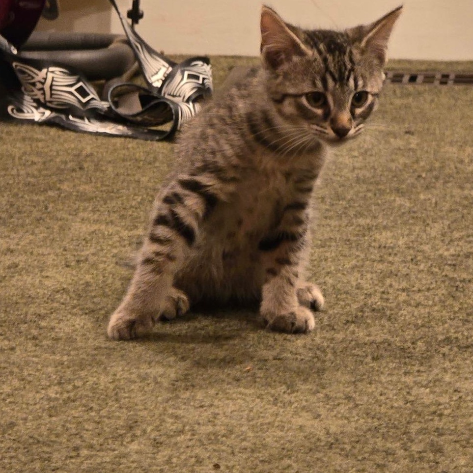 Enlarge Trix, a Adoptable Domestic Short Hair in Warrior, AL image 5/6