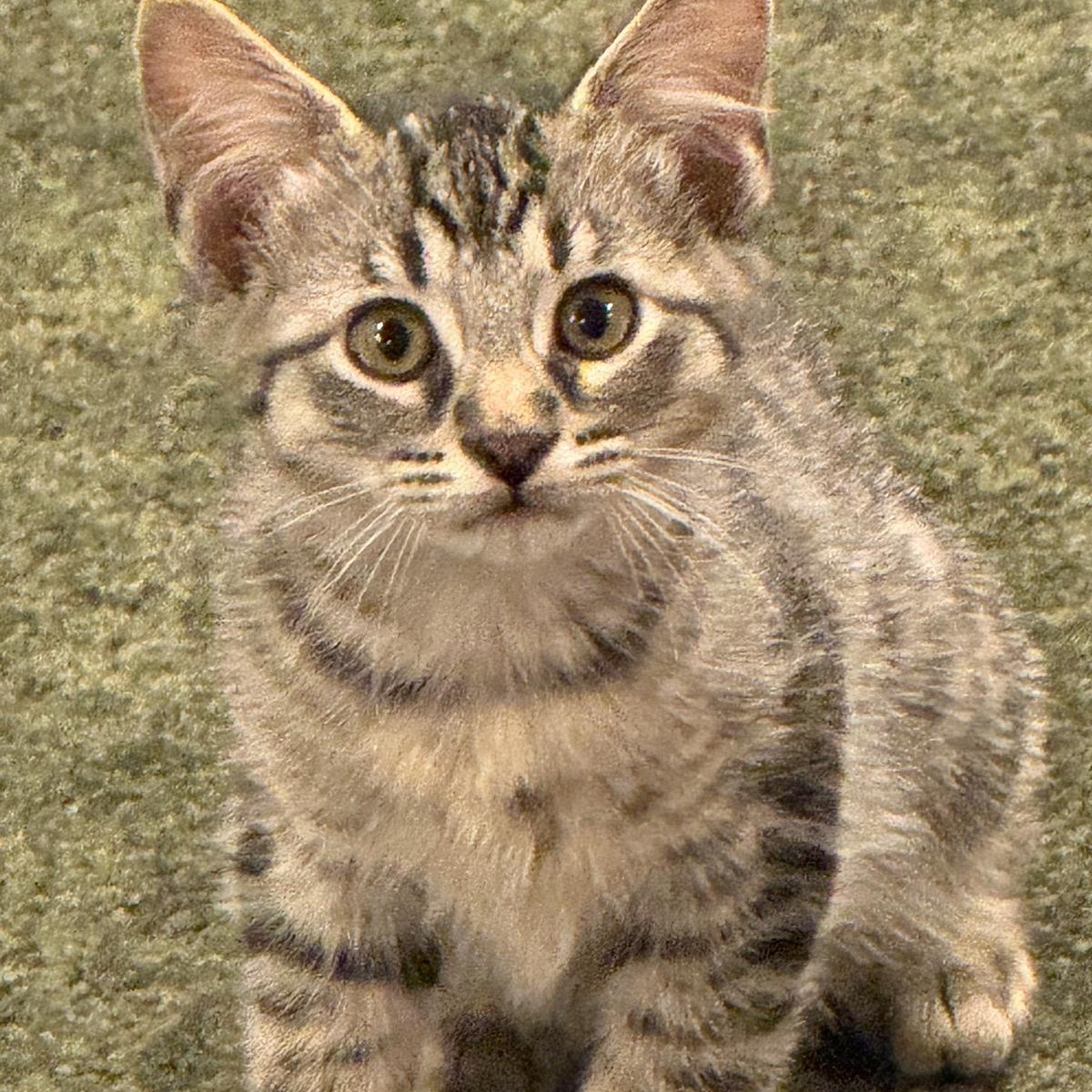 Enlarge Trix, a Adoptable Domestic Short Hair in Warrior, AL image 2/6