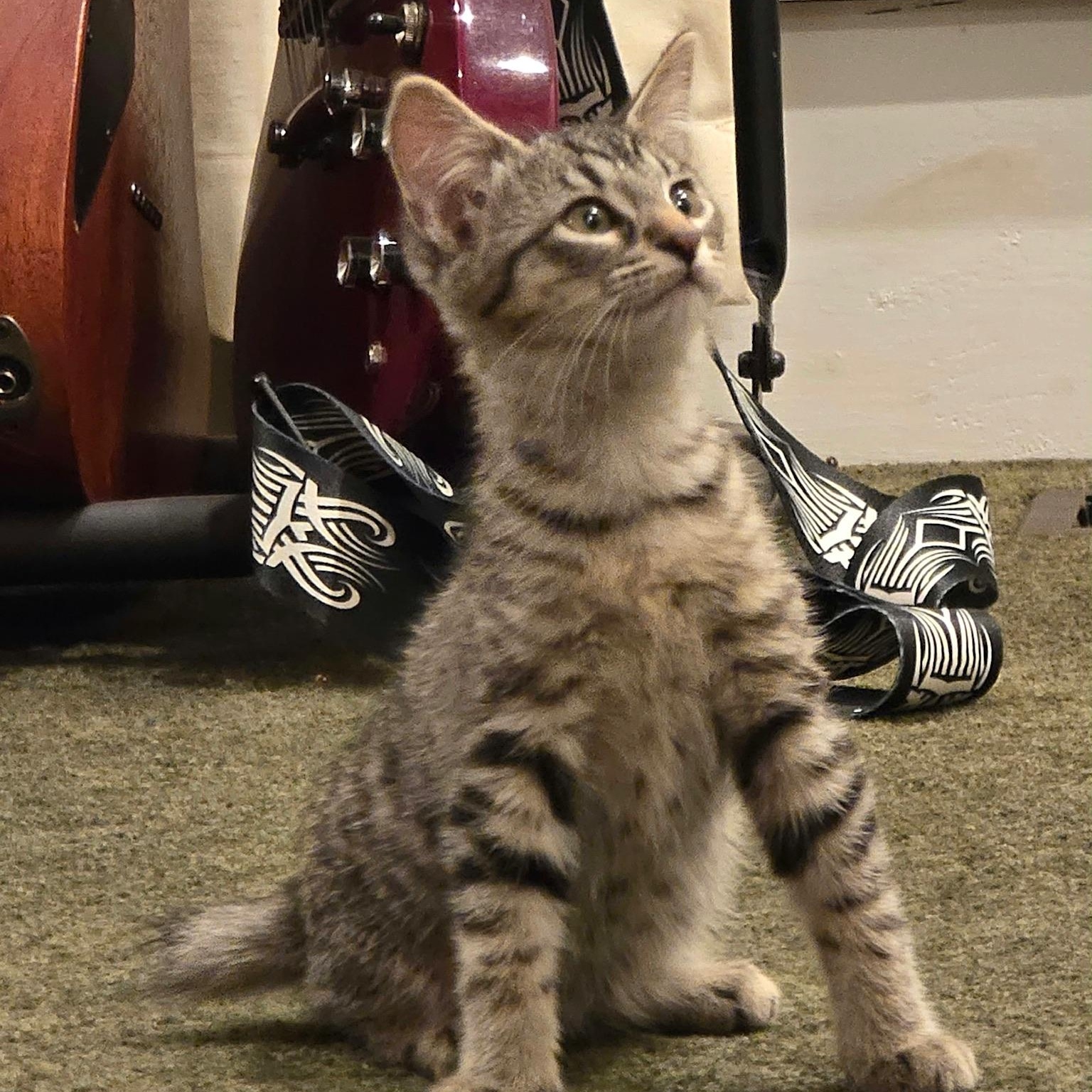 Enlarge Trix, a Adoptable Domestic Short Hair in Warrior, AL image 3/6