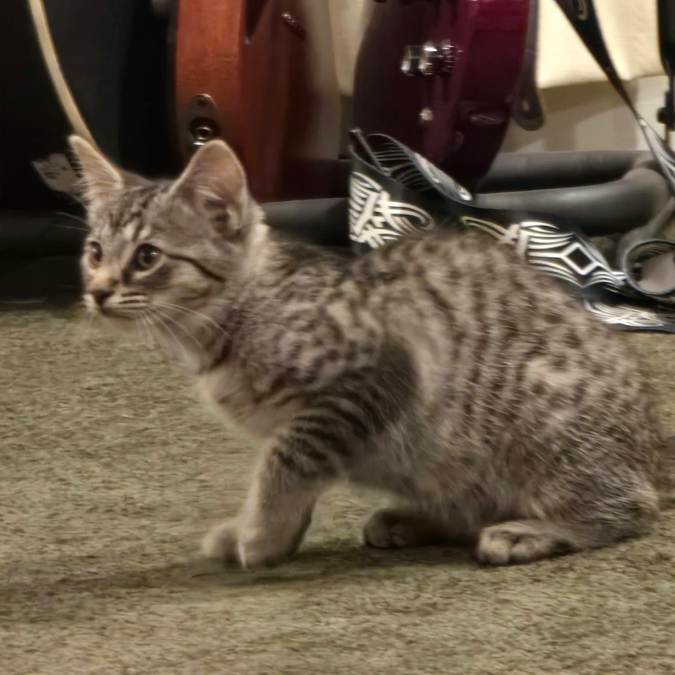 Enlarge Trix, a Adoptable Domestic Short Hair in Warrior, AL image 6/6