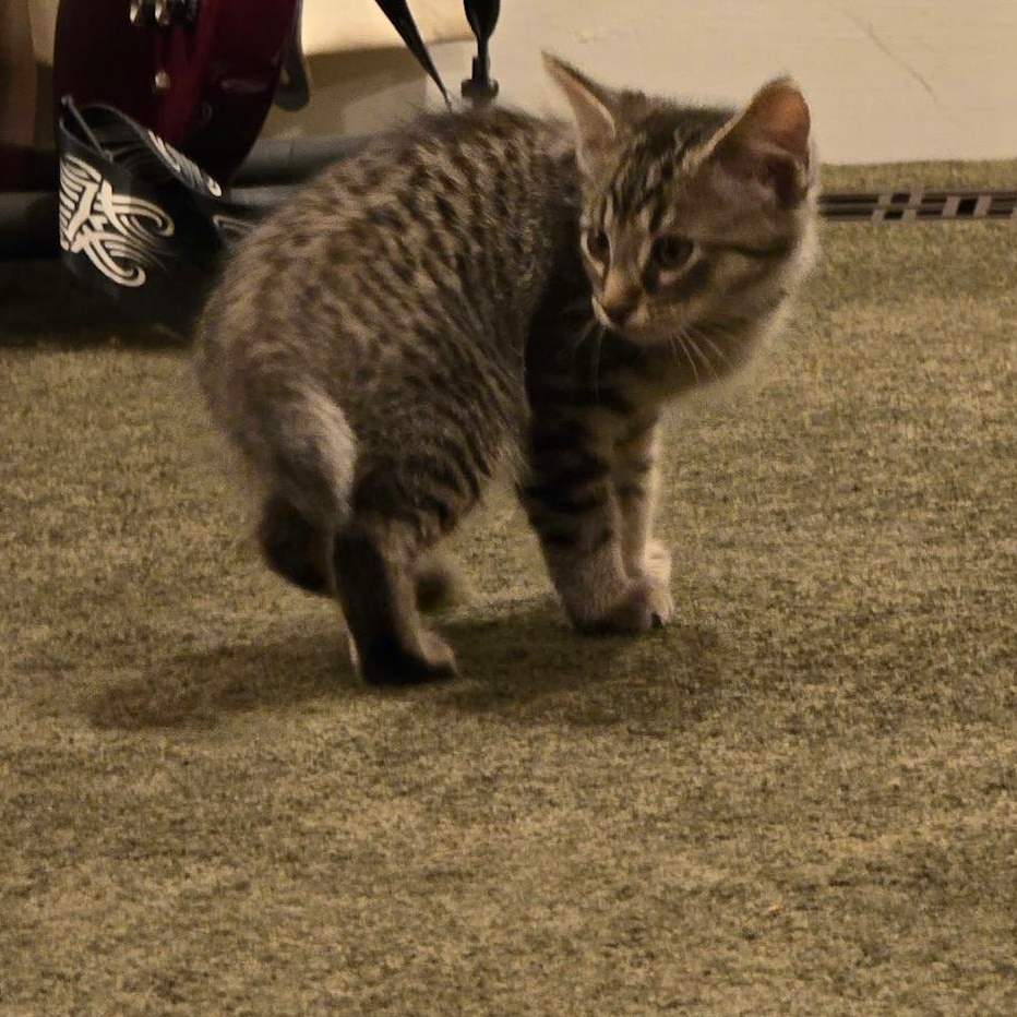 Enlarge Trix, a Adoptable Domestic Short Hair in Warrior, AL image 4/6