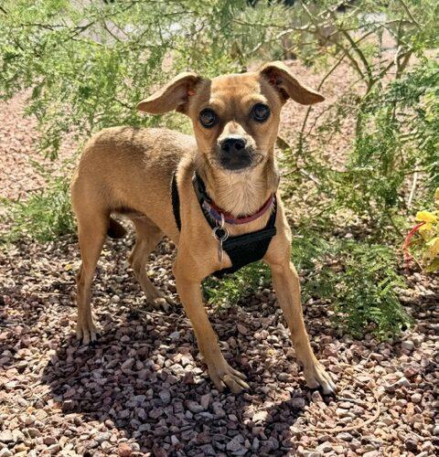Rosie, Adoptable, Young Female Chihuahua & Mixed Breed.
