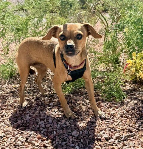 Enlarge Rosie, a Adoptable mixed breed in Henderson, NV image 2/2