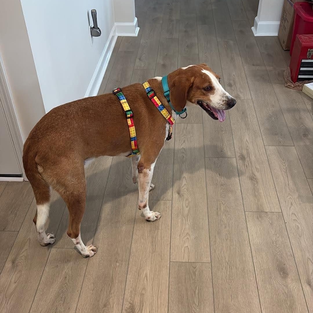 Enlarge Hank, a ADOPTABLE mixed breed in Wando, SC image 4/4