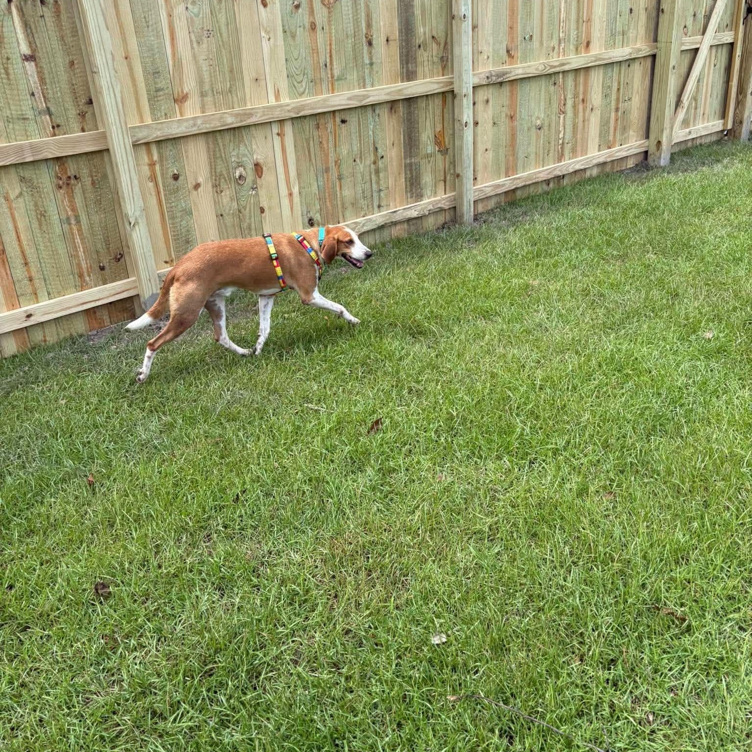 Enlarge Hank, a ADOPTABLE mixed breed in Wando, SC image 3/4