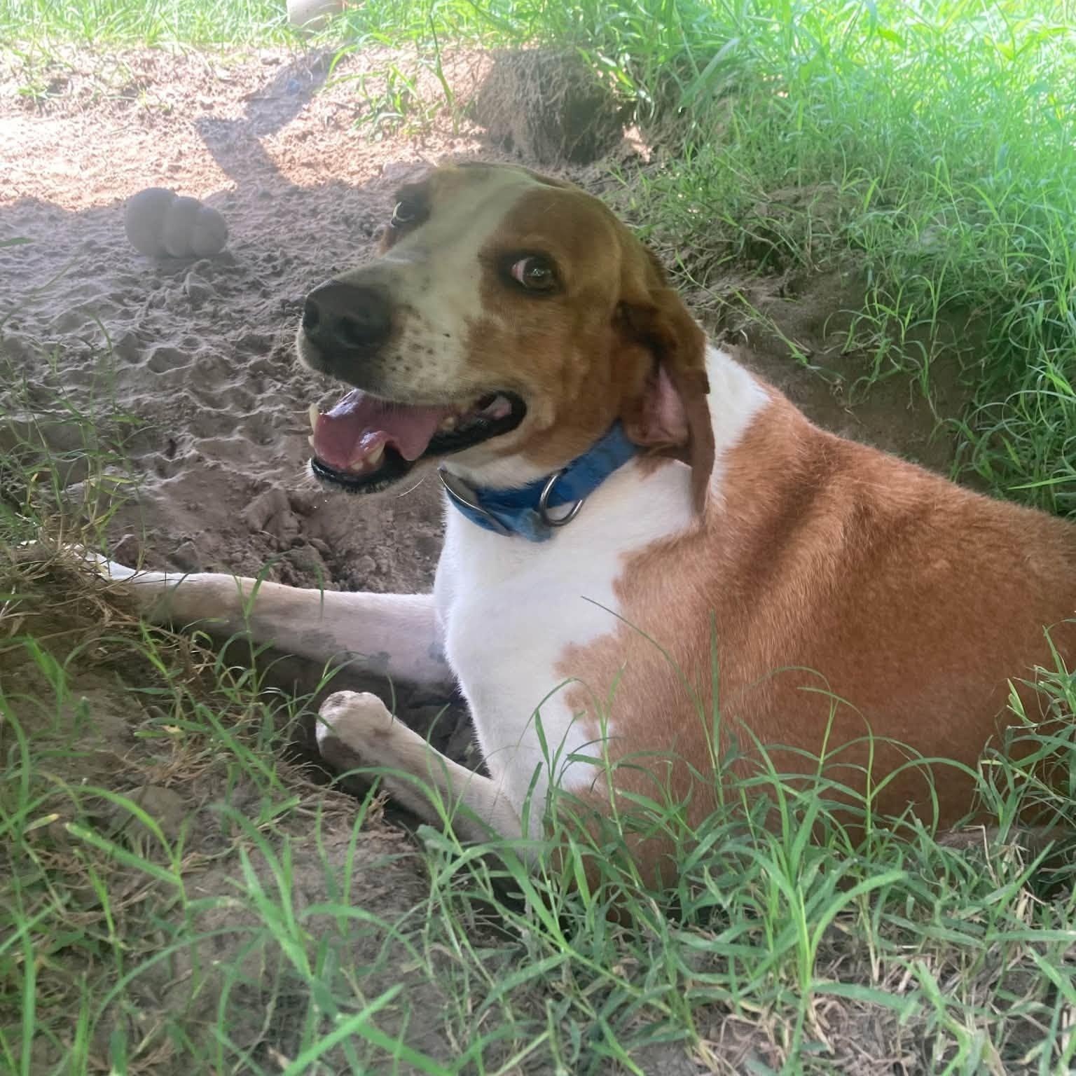 Hank, ADOPTABLE, Adult Male Basset Hound.