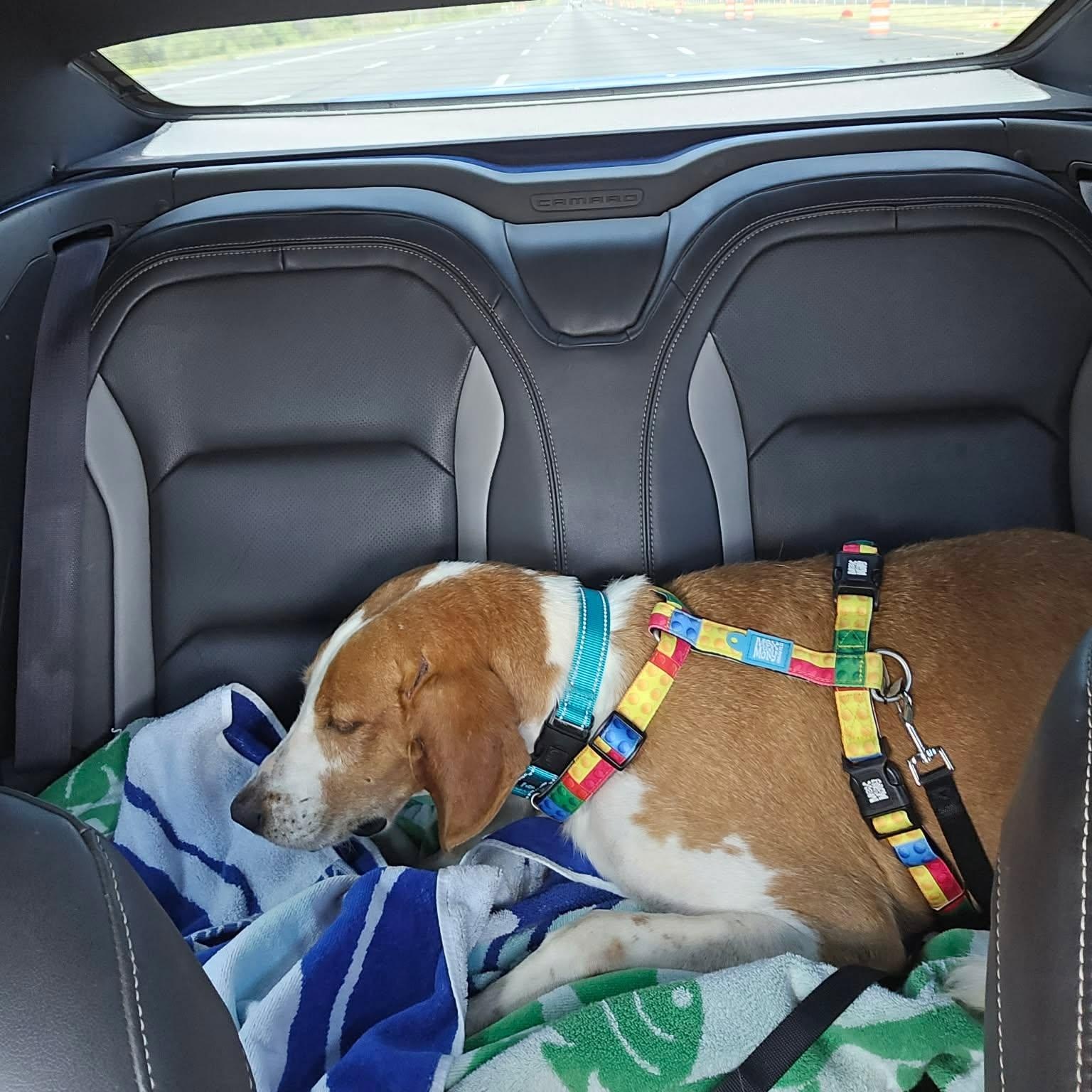 Enlarge Hank, a ADOPTABLE mixed breed in Wando, SC image 2/4