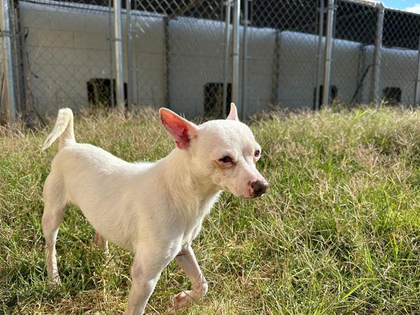 Coco, a Adoptable mixed breed in Midland, TX image 5/5