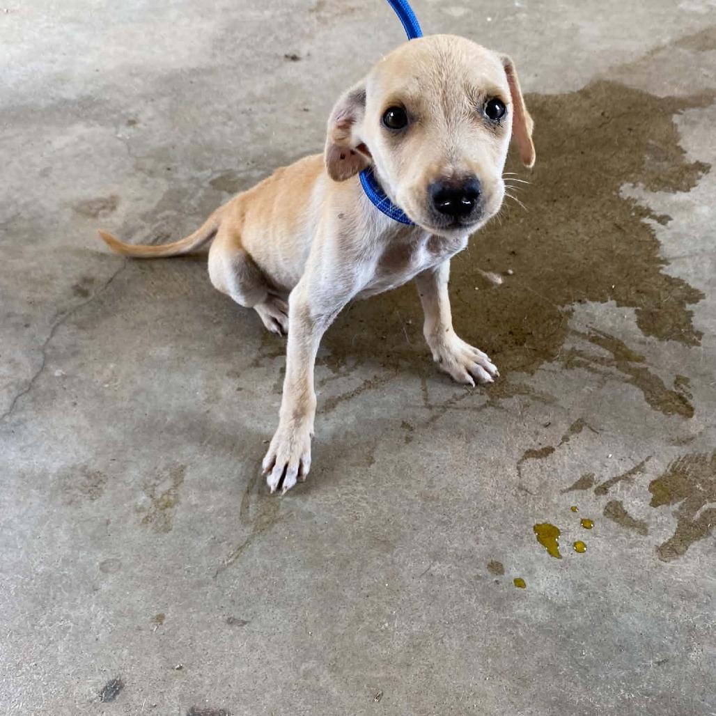 Howard, Adoptable, Puppy Male Yellow Labrador Retriever.
