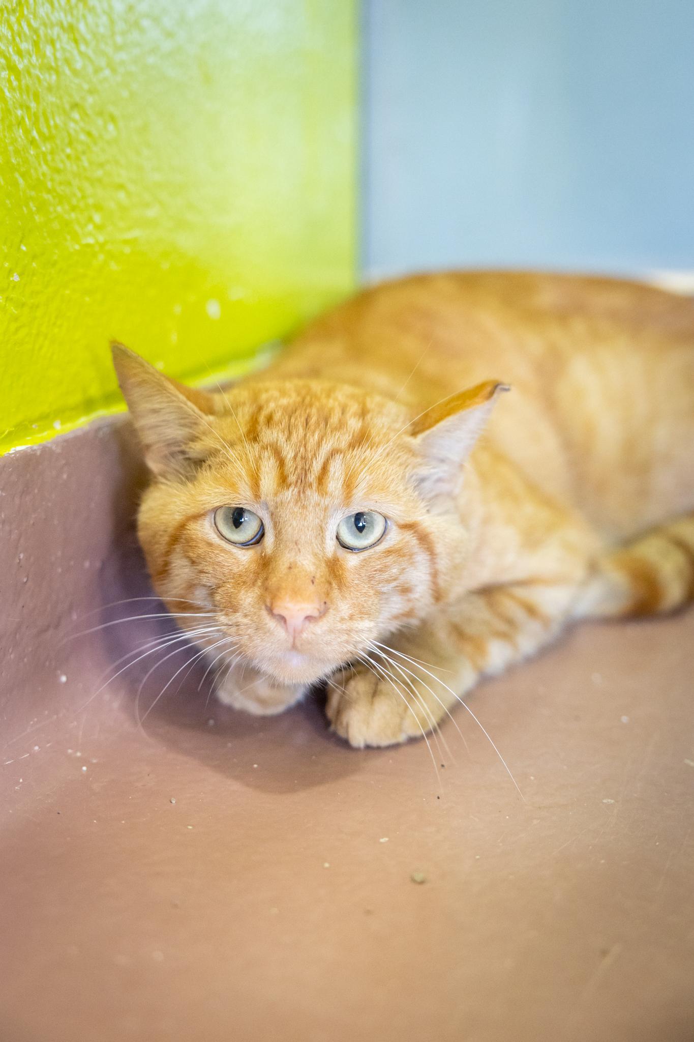 Cheeto, an adopted Domestic Short Hair in Hamilton, ON image 3/5