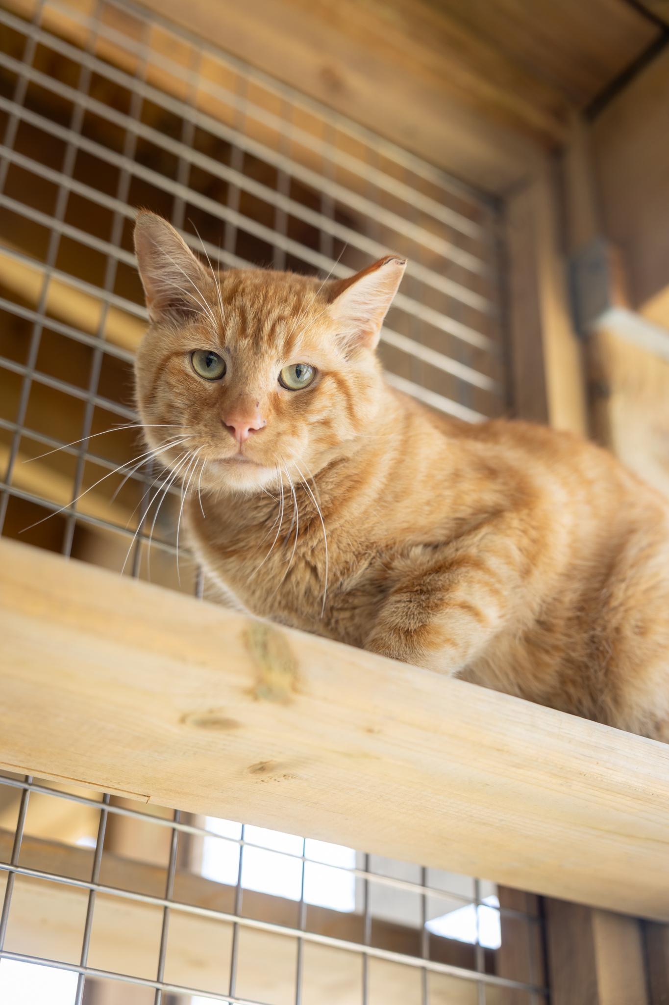 Cheeto, an adopted Domestic Short Hair in Hamilton, ON image 1/5