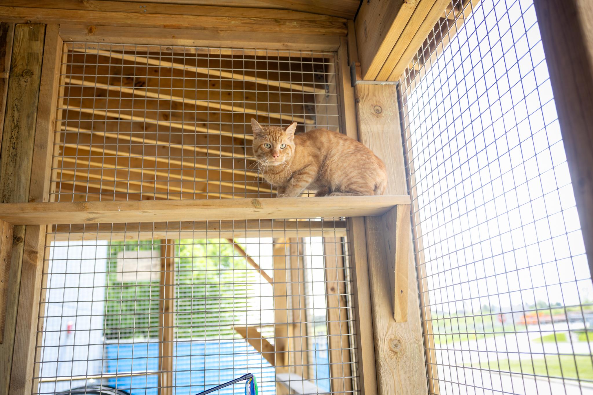 Cheeto, an adopted Domestic Short Hair in Hamilton, ON image 5/5