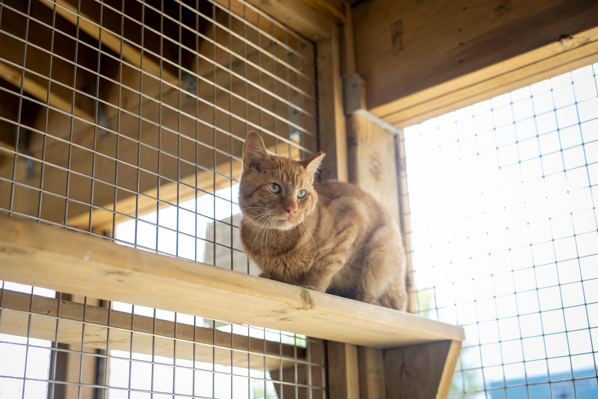 Cheeto, an adopted Domestic Short Hair in Hamilton, ON image 2/5