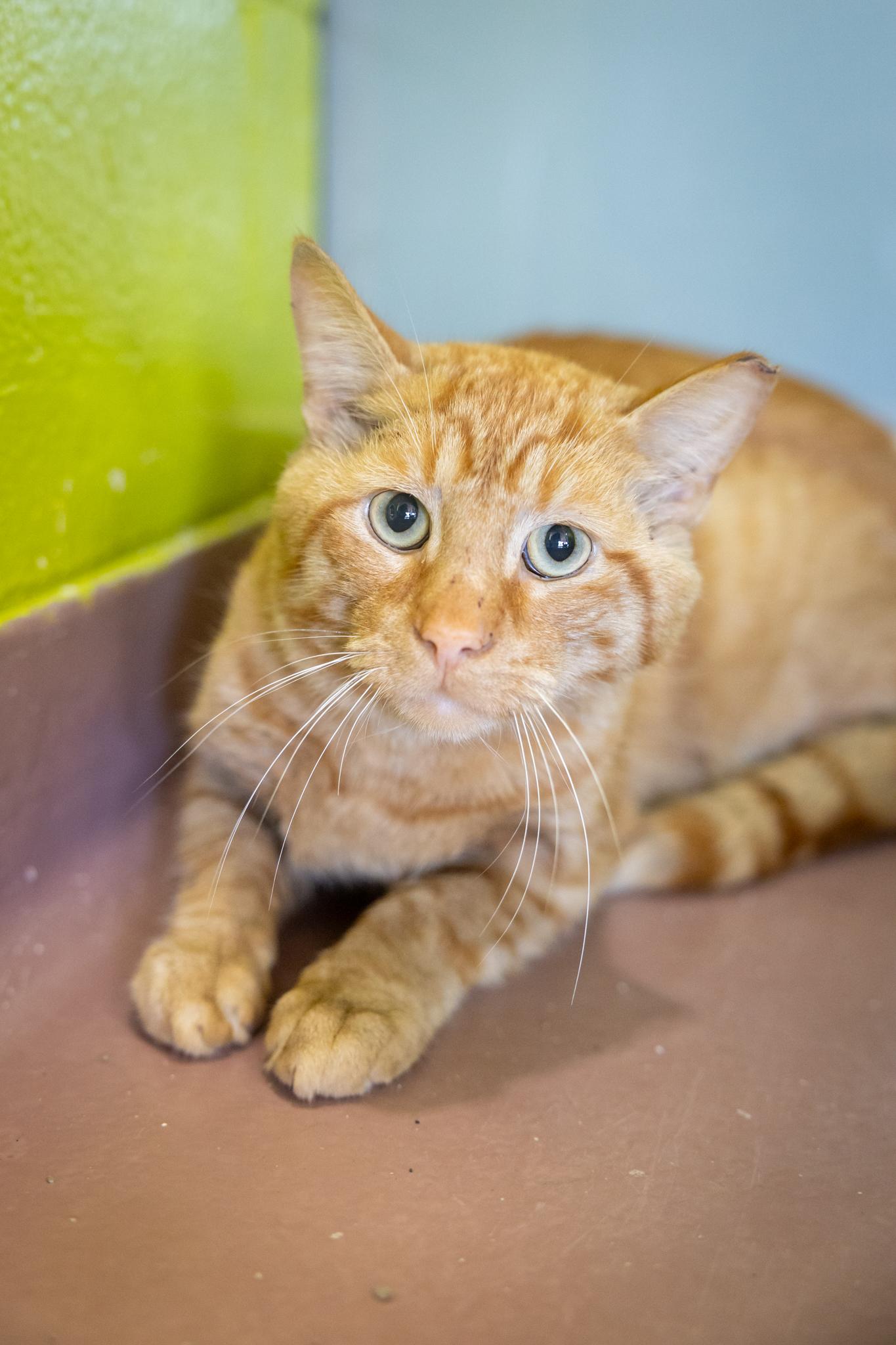 Cheeto, an adopted Domestic Short Hair in Hamilton, ON image 4/5