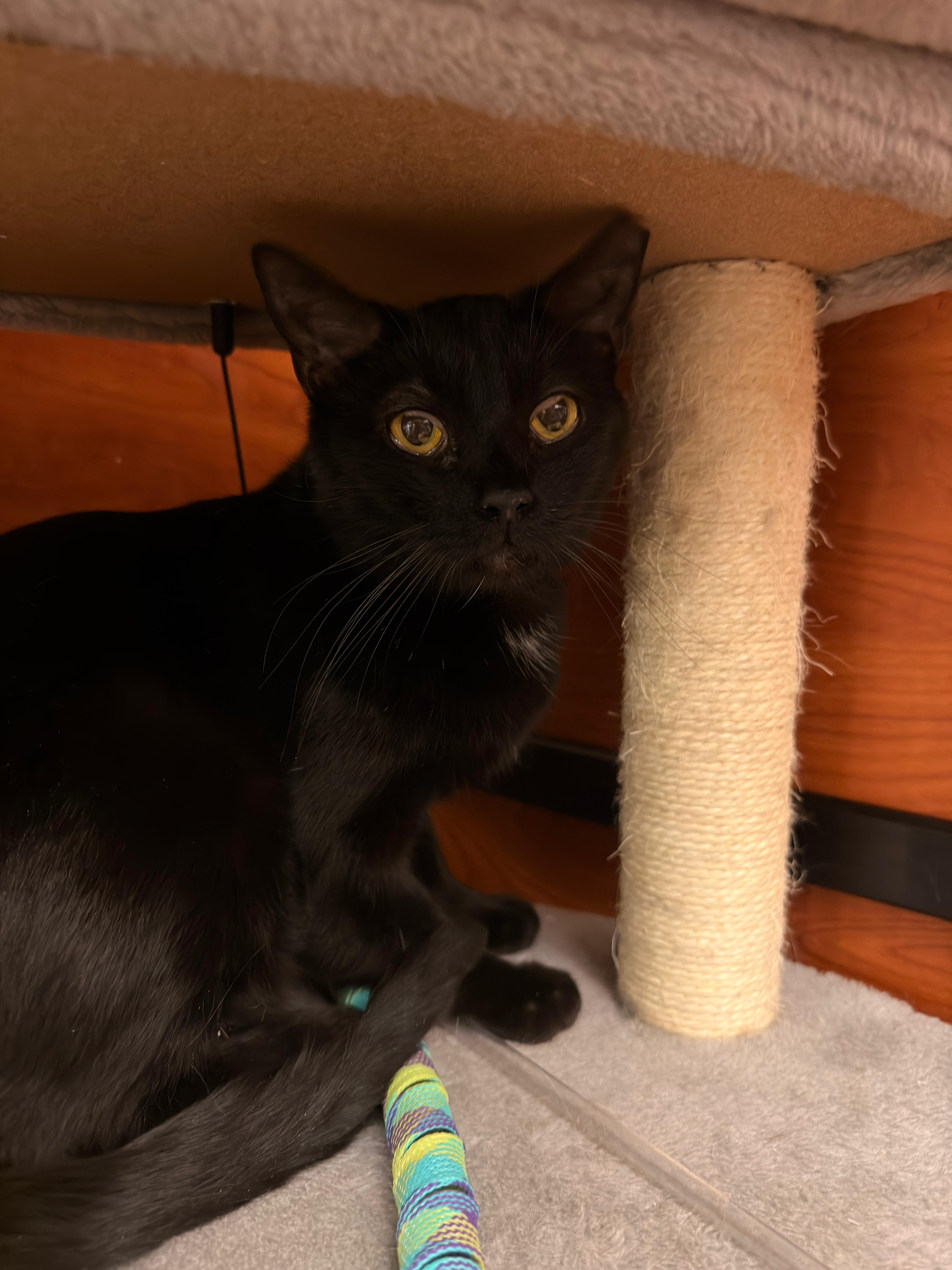 Shadow, Adopted, Young Female Domestic Short Hair.