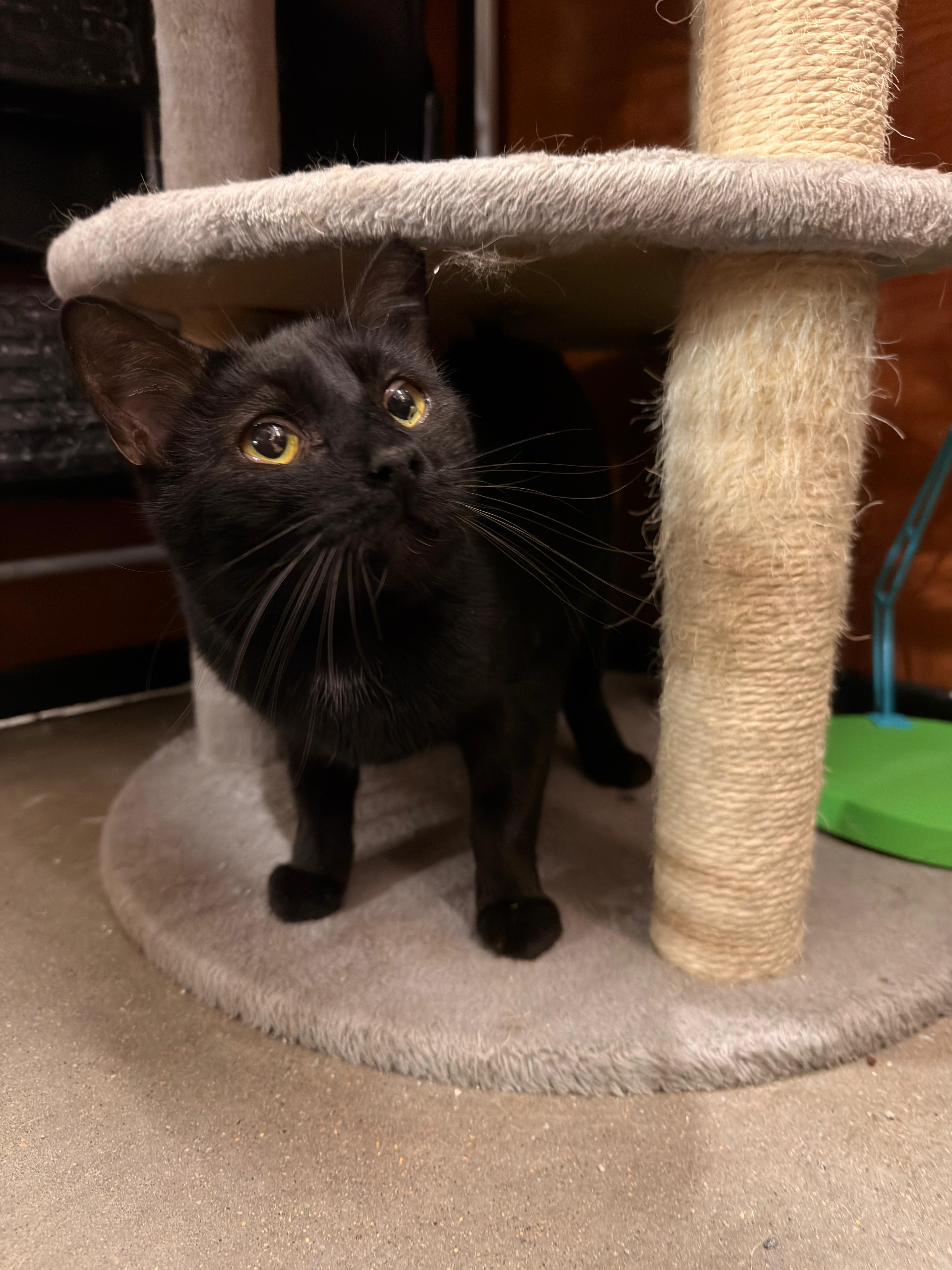 Enlarge Shadow, a Adopted mixed breed in St George, UT image 2/5